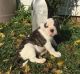 American Bulldog Puppies for sale in Dallas, TX, USA. price: NA