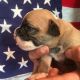 American Bulldog Puppies for sale in Crothersville, IN 47229, USA. price: $1,200