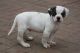 American Bulldog Puppies for sale in AR-98, Emerson, AR 71740, USA. price: NA