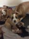 American Bulldog Puppies for sale in Waco, TX, USA. price: NA