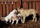 American Bulldog Puppies for sale in Waco, TX, USA. price: NA