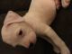 American Bulldog Puppies for sale in Plymouth, MA, USA. price: NA