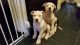 American Bulldog Puppies for sale in Peachtree Rd NE, Atlanta, GA, USA. price: $400