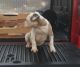 American Bulldog Puppies for sale in Aliso Viejo, CA, USA. price: NA