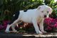 American Bulldog Puppies for sale in California St, San Francisco, CA, USA. price: NA