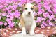 American Bulldog Puppies for sale in California St, San Francisco, CA, USA. price: NA