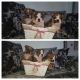American Bulldog Puppies for sale in Peachtree Rd NE, Atlanta, GA, USA. price: $250