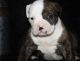 American Bulldog Puppies for sale in Seattle, WA 98103, USA. price: NA