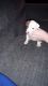 American Bulldog Puppies for sale in Louisiana Blvd NE, Albuquerque, NM, USA. price: NA