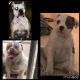 American Bulldog Puppies for sale in Kissimmee, FL 34743, USA. price: NA