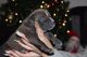 American Bulldog Puppies for sale in Boston, MA, USA. price: NA