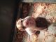 American Bulldog Puppies for sale in West Islip, NY, USA. price: $900