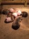 American Bulldog Puppies for sale in Hamilton, OH, USA. price: NA