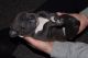 American Bulldog Puppies for sale in SC-14, Fountain Inn, SC 29644, USA. price: NA