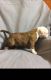 American Bulldog Puppies for sale in Phoenix, AZ, USA. price: NA