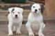 American Bulldog Puppies for sale in Dallas, TX, USA. price: $850