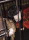 American Bulldog Puppies for sale in Lower Salem, OH 45745, USA. price: NA