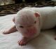 American Bulldog Puppies for sale in Independence, MO, USA. price: NA