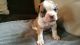 American Bulldog Puppies for sale in Rochester, NY, USA. price: NA
