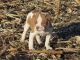 American Bulldog Puppies for sale in Darlington, MO 64438, USA. price: NA