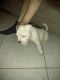 American Bulldog Puppies for sale in Kissimmee, FL, USA. price: NA