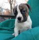 American Bulldog Puppies for sale in Independence, MO, USA. price: NA