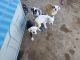American Bulldog Puppies for sale in Morenci, AZ 85540, USA. price: NA