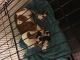 American Bulldog Puppies for sale in Porter, TX 77365, USA. price: $900