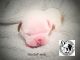 American Bulldog Puppies for sale in Vernal, UT 84078, USA. price: NA