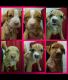 American Bulldog Puppies for sale in San Antonio, TX, USA. price: NA