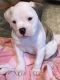 American Bulldog Puppies for sale in Iowa Falls, IA 50126, USA. price: NA