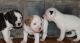 American Bulldog Puppies for sale in Richmond, VA, USA. price: NA
