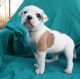 American Bulldog Puppies for sale in Carlsbad, CA, USA. price: $650