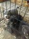 American Bulldog Puppies for sale in Many, LA 71449, USA. price: NA