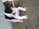 American Bulldog Puppies for sale in Cullman, AL, USA. price: NA