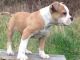 American Bulldog Puppies for sale in Dublin, OH, USA. price: NA