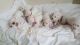 American Bulldog Puppies for sale in Houston, TX 77001, USA. price: NA