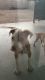 American Bulldog Puppies for sale in Tucson, AZ, USA. price: NA