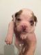 American Bulldog Puppies for sale in Philadelphia, PA, USA. price: NA