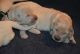 American Bulldog Puppies for sale in Ogden, UT, USA. price: NA