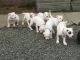 American Bulldog Puppies for sale in Merrick, NY, USA. price: NA