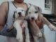 American Bulldog Puppies for sale in S 24th St, Phoenix, AZ, USA. price: $150