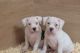 American Bulldog Puppies for sale in Ghent, NY, USA. price: NA