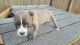 American Bulldog Puppies for sale in Greenville, MI 48838, USA. price: NA