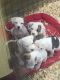 American Bulldog Puppies for sale in Dallas, TX, USA. price: $550