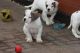 American Bulldog Puppies for sale in Nashville Rd, Vaughan, ON L0J, Canada. price: NA