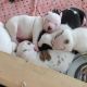 American Bulldog Puppies for sale in Marysville, WA, USA. price: $550