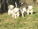 American Bulldog Puppies for sale in Brooksville, FL 34601, USA. price: $1,000