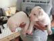 American Bulldog Puppies for sale in Marysville, WA, USA. price: $340