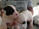 American Bulldog Puppies for sale in Marysville, WA, USA. price: NA